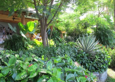 Tropical Garden